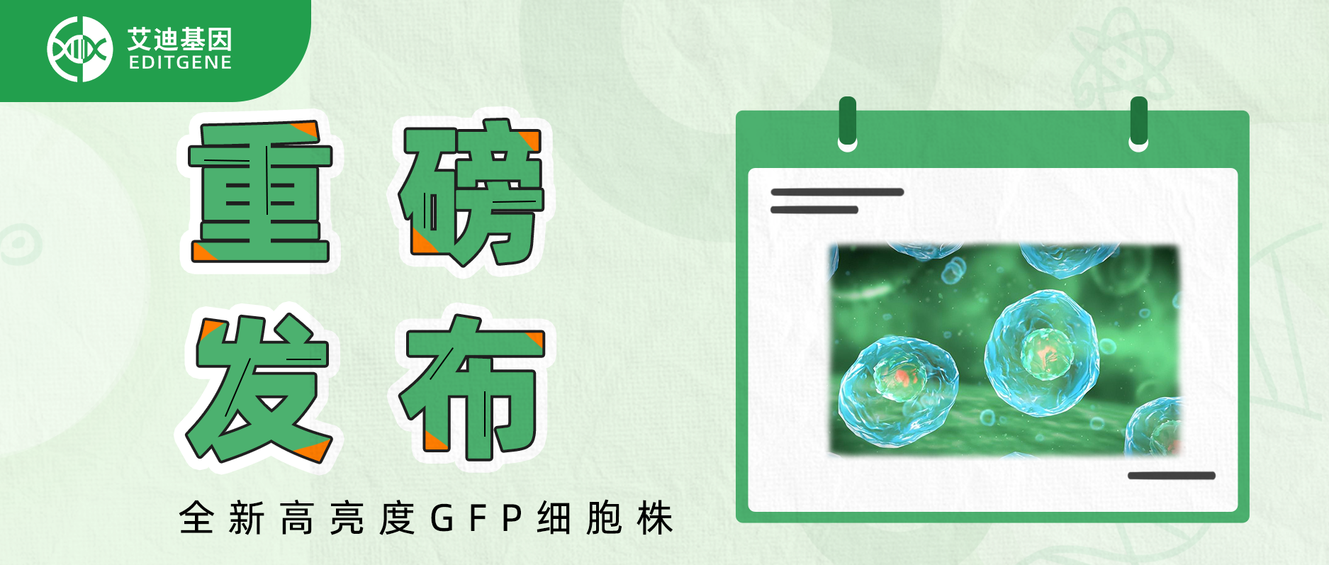 重磅发布：全新高亮度GFP细胞株！