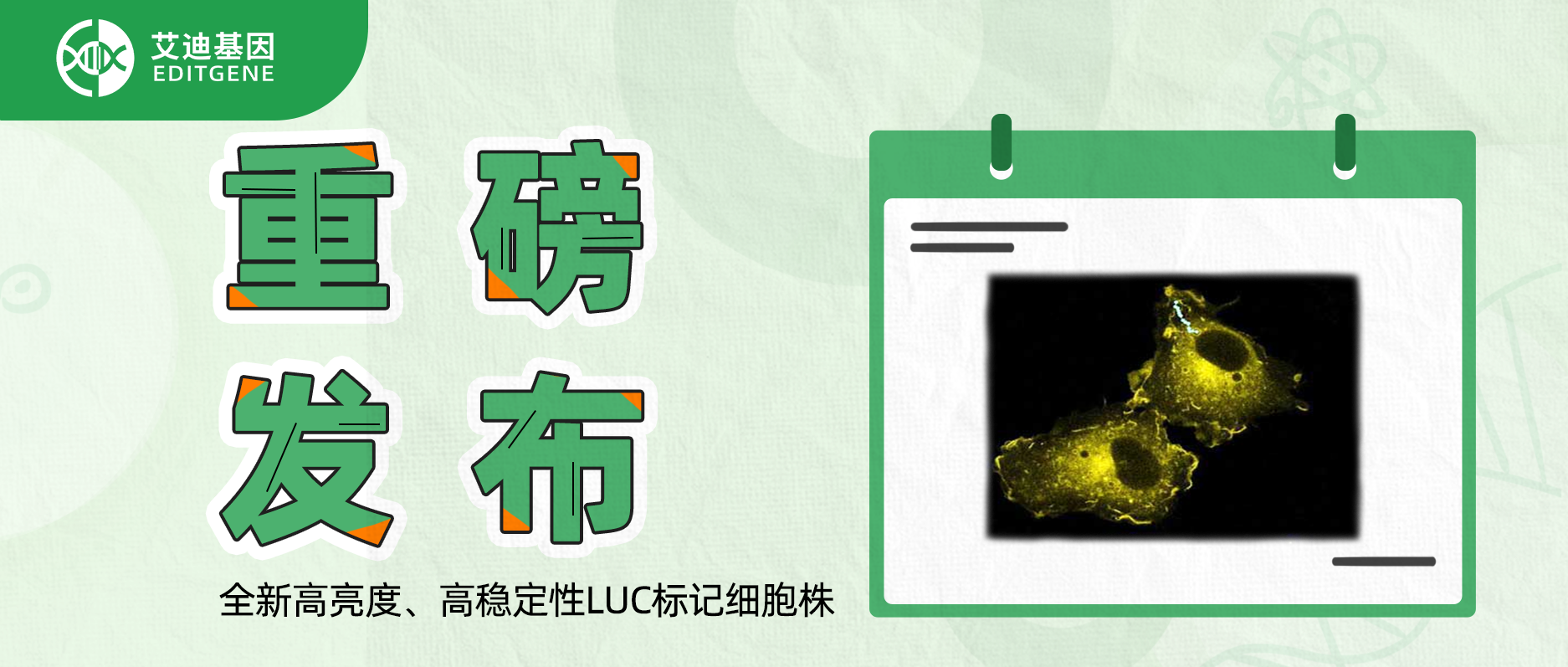 更简单更精确的分子静态观察工具-全新高亮度、高稳定性LUC标记细胞株重磅发布！