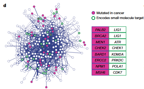 合成致死网络图谱，标注哪些基因对与癌症突变、小分子靶点重叠