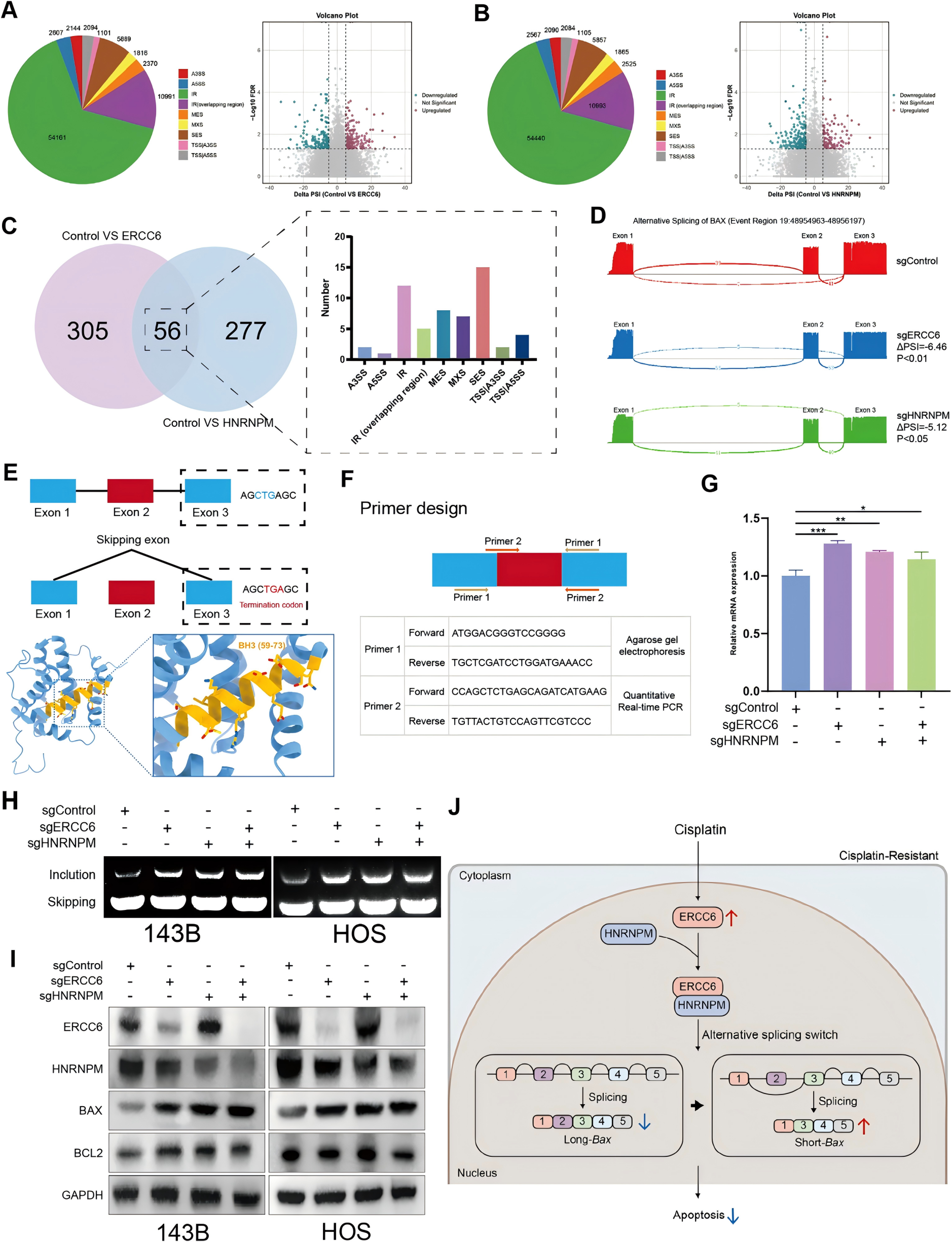 ERCC6和HNRNPM的选择性剪接调节