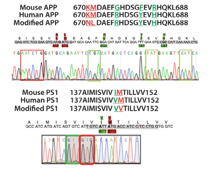桑格测序证实了小鼠APP外显子16和PS 1外显子5中病理性突变（红框）和人源化（绿色框）核苷酸的成功替换