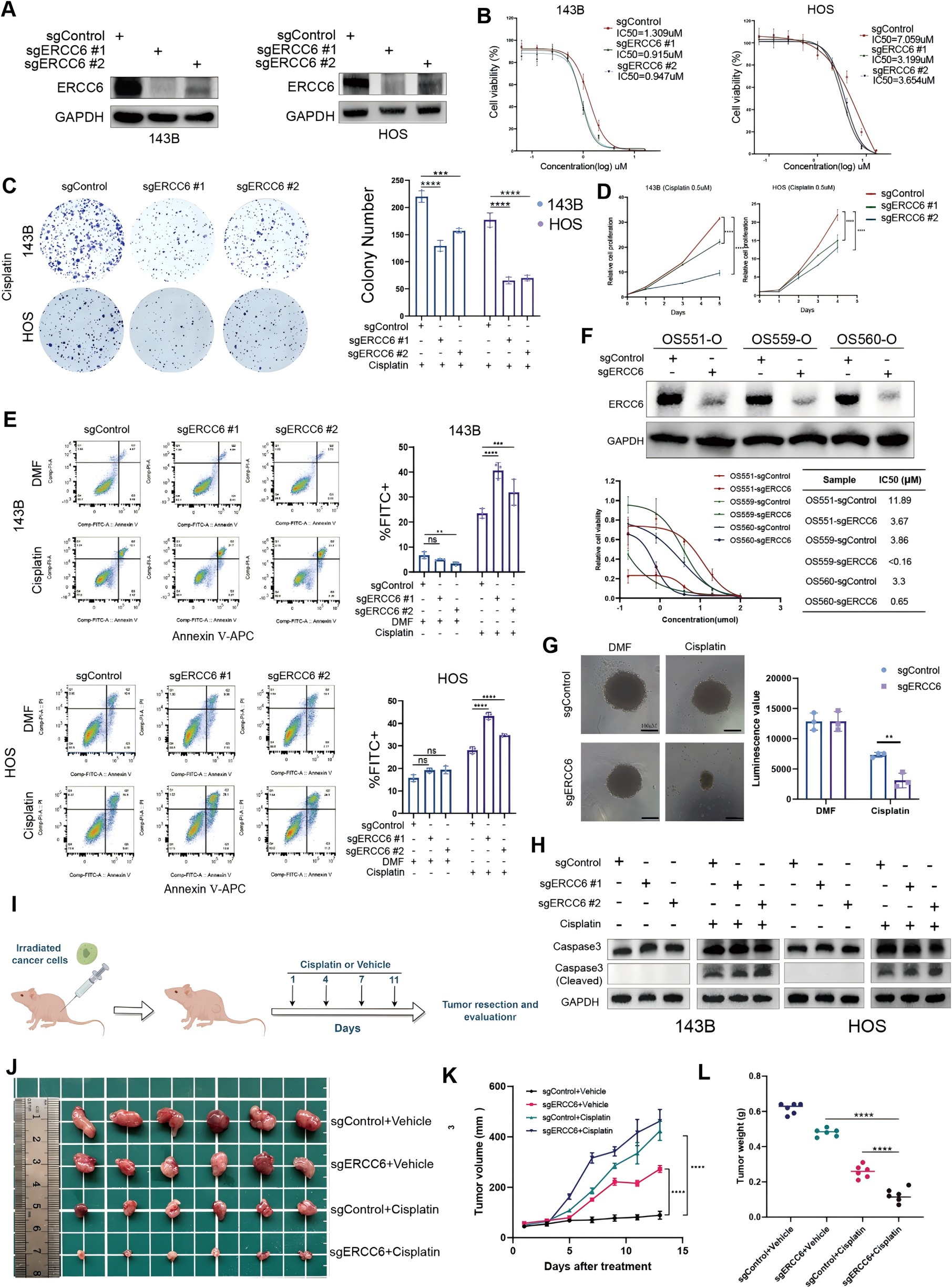 ERCC6在顺铂敏感性中的功能验证