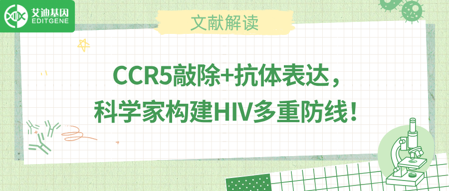 基因编辑联合抗体分泌，HIV治疗迎来新突破！