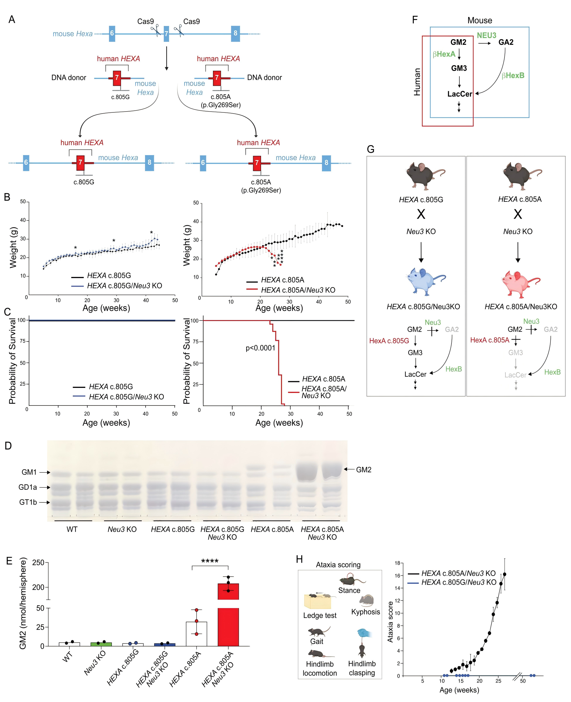 用于碱基编辑的 LOTS 小鼠模型的构建