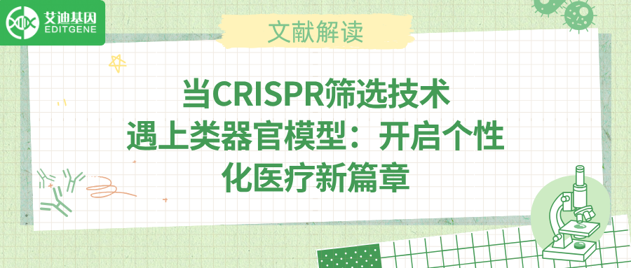 CRISPR联合类器官模型揭示ERCC6是骨肉瘤顺铂耐药关键