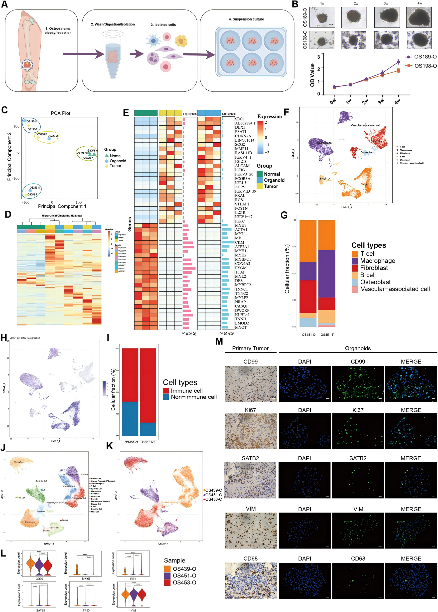 OSO的建立和表征