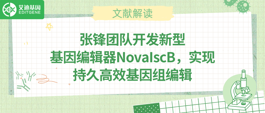 张锋团队打造新酶工具NovaIscB ，助力精准基因调控