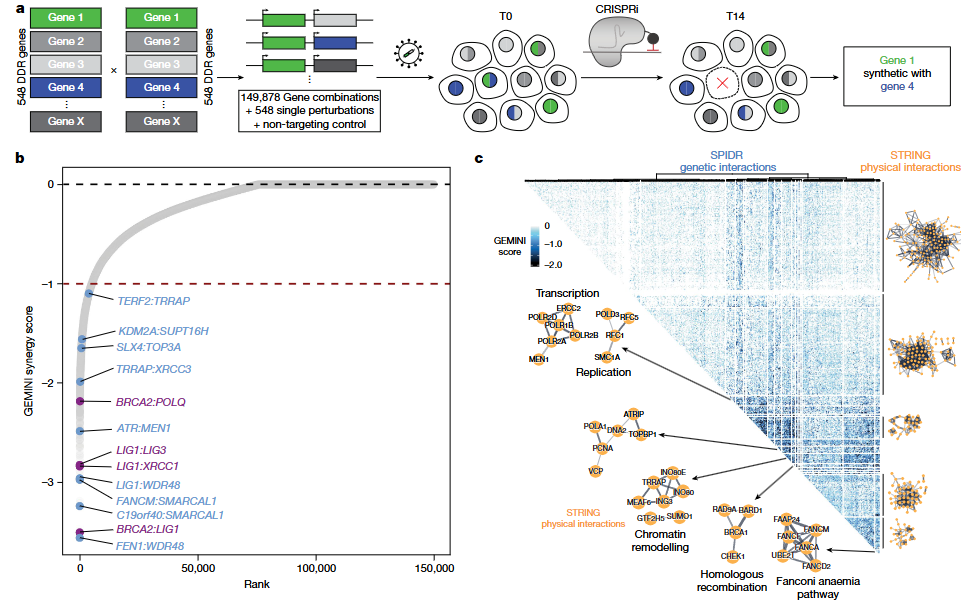 CRISPR干扰技术对548个核心DNA修复基因进行筛选