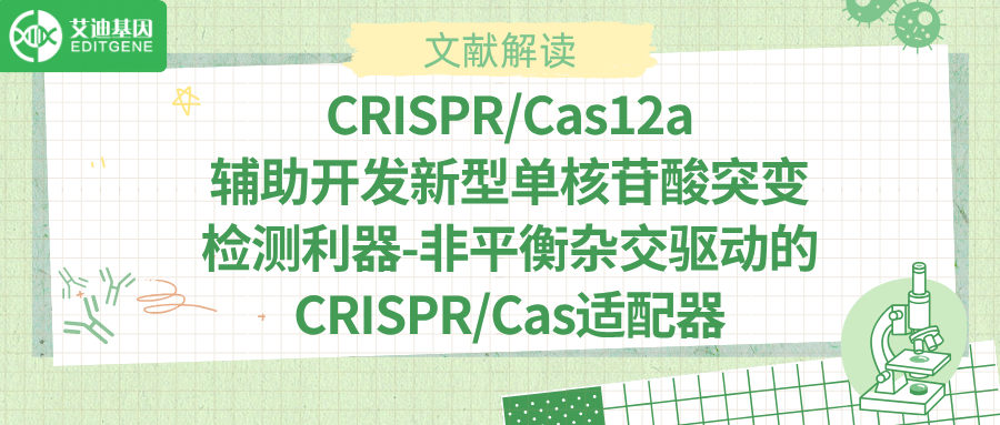 新型CRISPR-Cas12a系统为精准检测和诊断相关疾病给予助力
