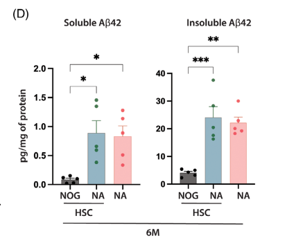  HSC重建未显著改变Aβ负荷