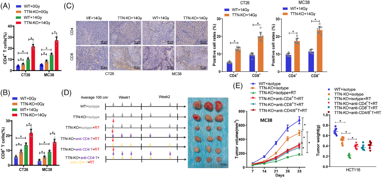 TTN基因敲除对放疗后皮下异种移植小鼠模型免疫刺激的评估