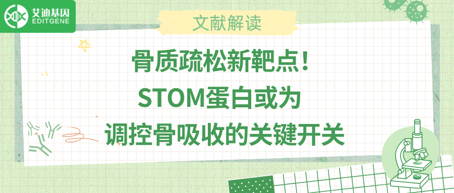 “掏空”骨骼的幕后黑手？Nature子刊揭示STOM蛋白新功能