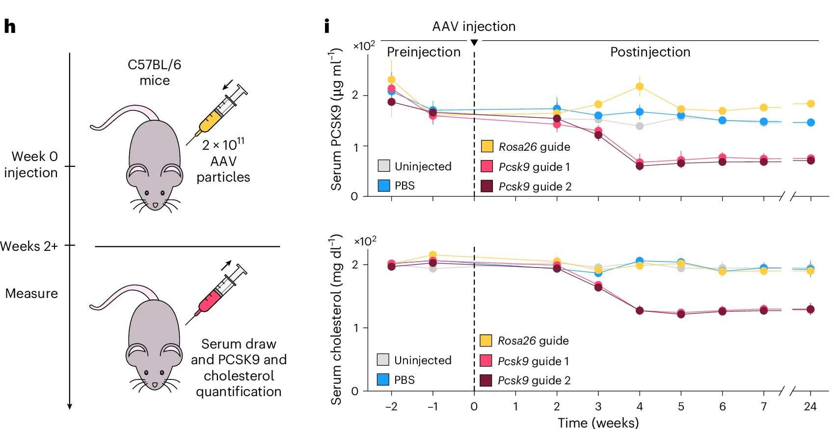 AAV递送OMEGAoff进行体内Pcsk 9抑制的实验及结果分析