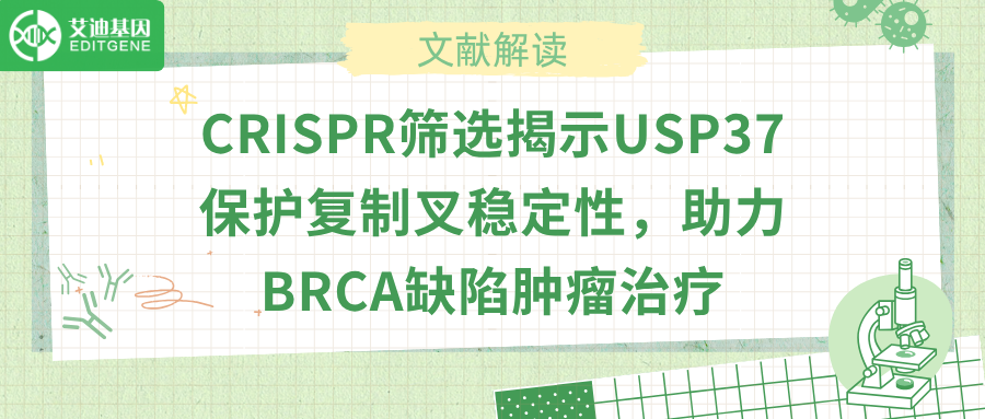 去泛素化酶USP37抑制HLTF，癌症耐药有解了