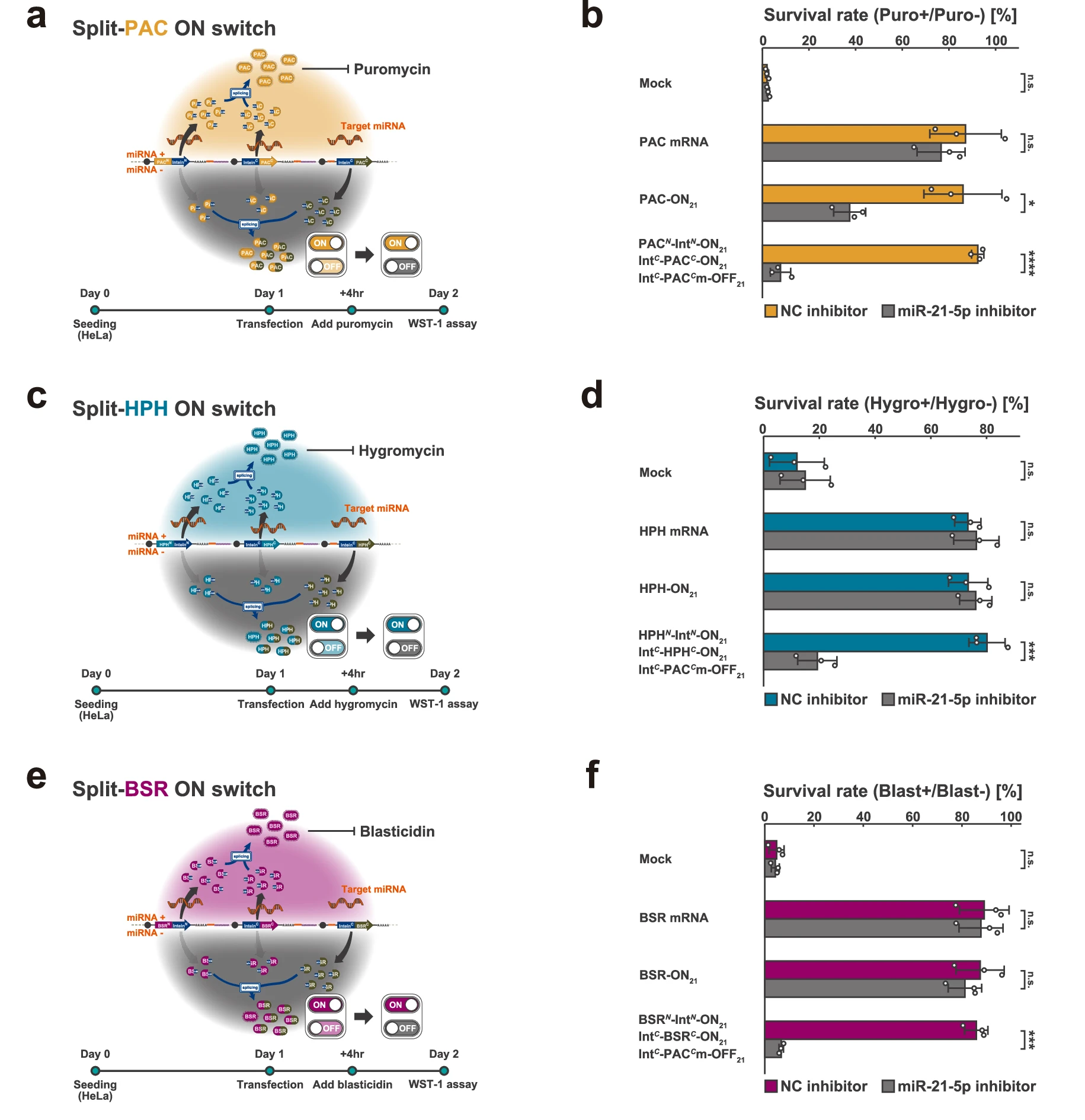 Split RNA调控耐药基因，在HeLa细胞中存活率>80%