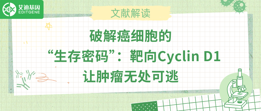 破解癌细胞的“生存密码”：靶向Cyclin D1让肿瘤无处可逃