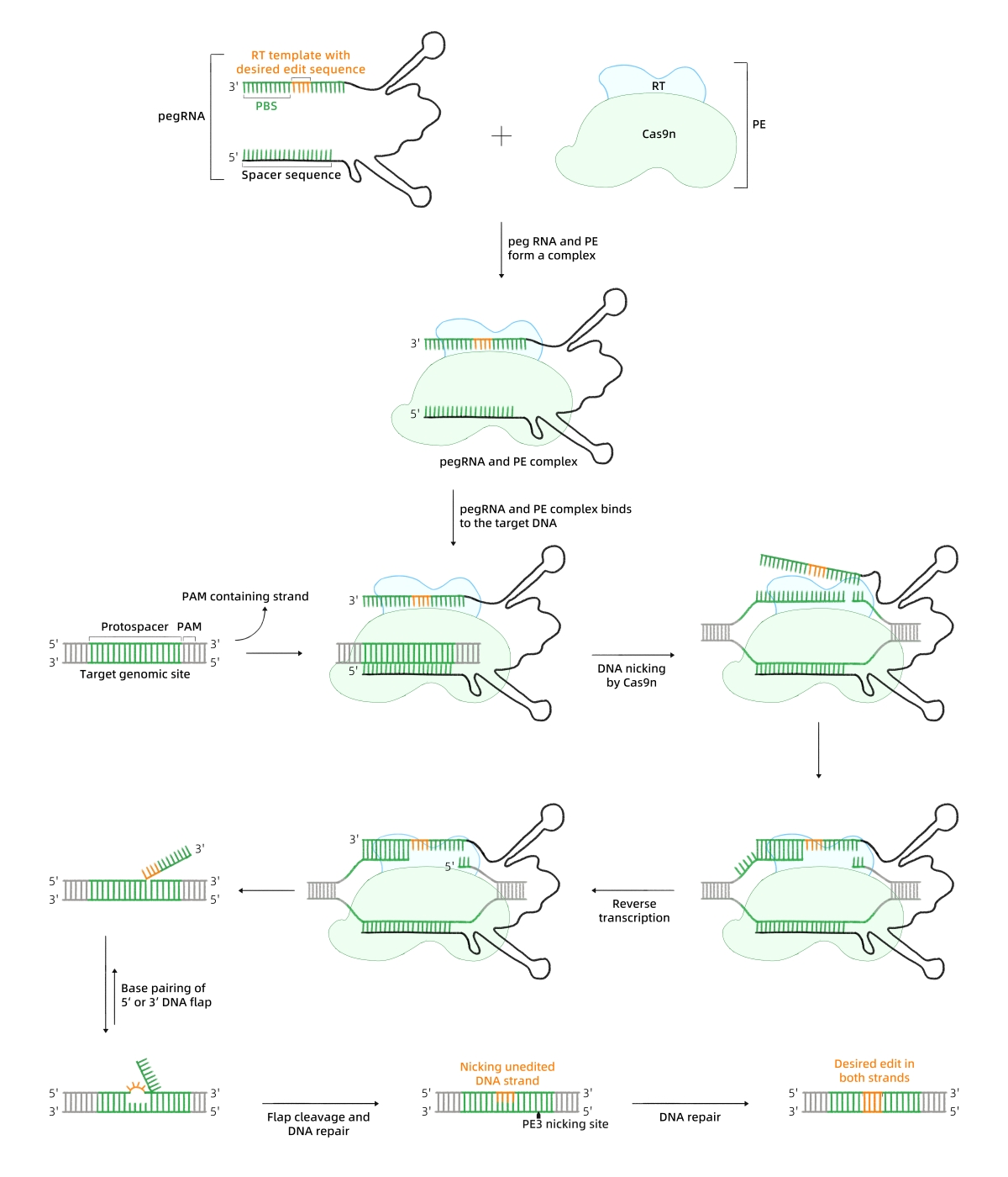 先导编辑器工作流程