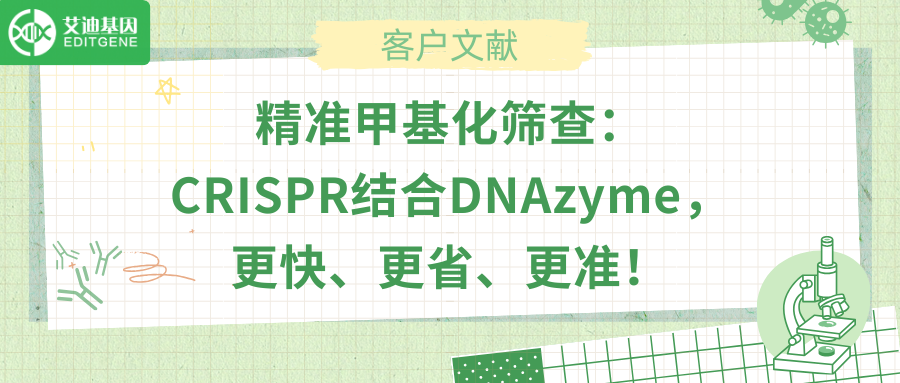 精准甲基化筛查：CRISPR结合DNAzyme，更快、更省、更准！