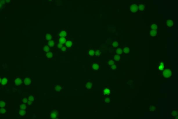 EGFP基因敲入K562细胞